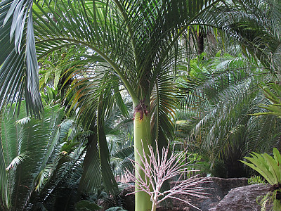 아네이튬 야자 사진 - Carpoxylon macrospermum Photos