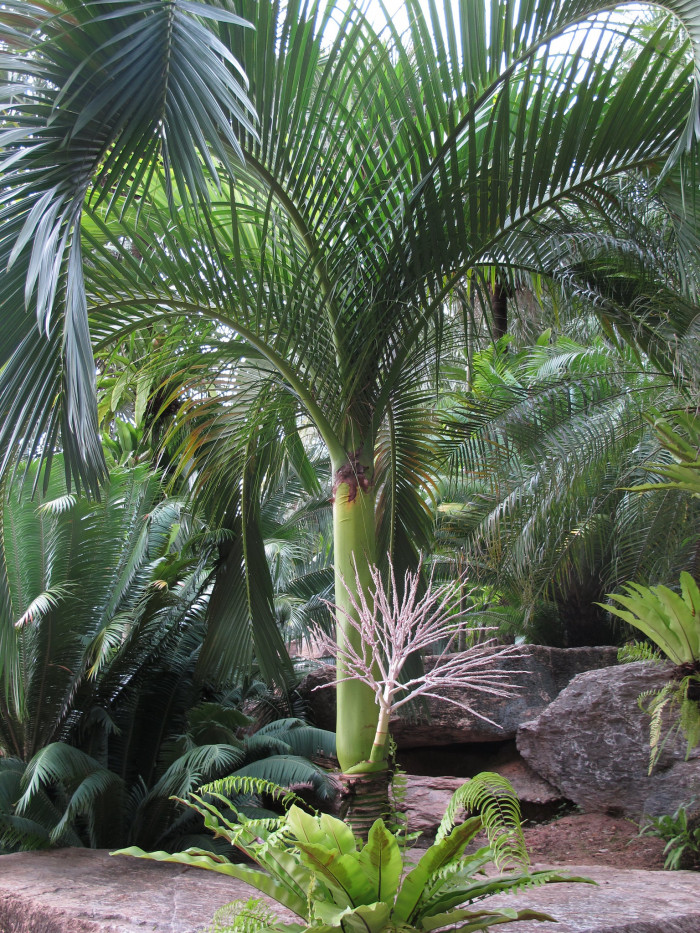 아네이튬 야자 - Aneityum Palm, Carpoxykum Palm, Carpoxylon macrospermum