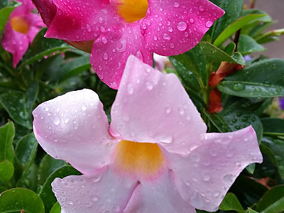 만데빌라 사진 - Mandevilla sanderi (Hemsl.) Woodson Photos