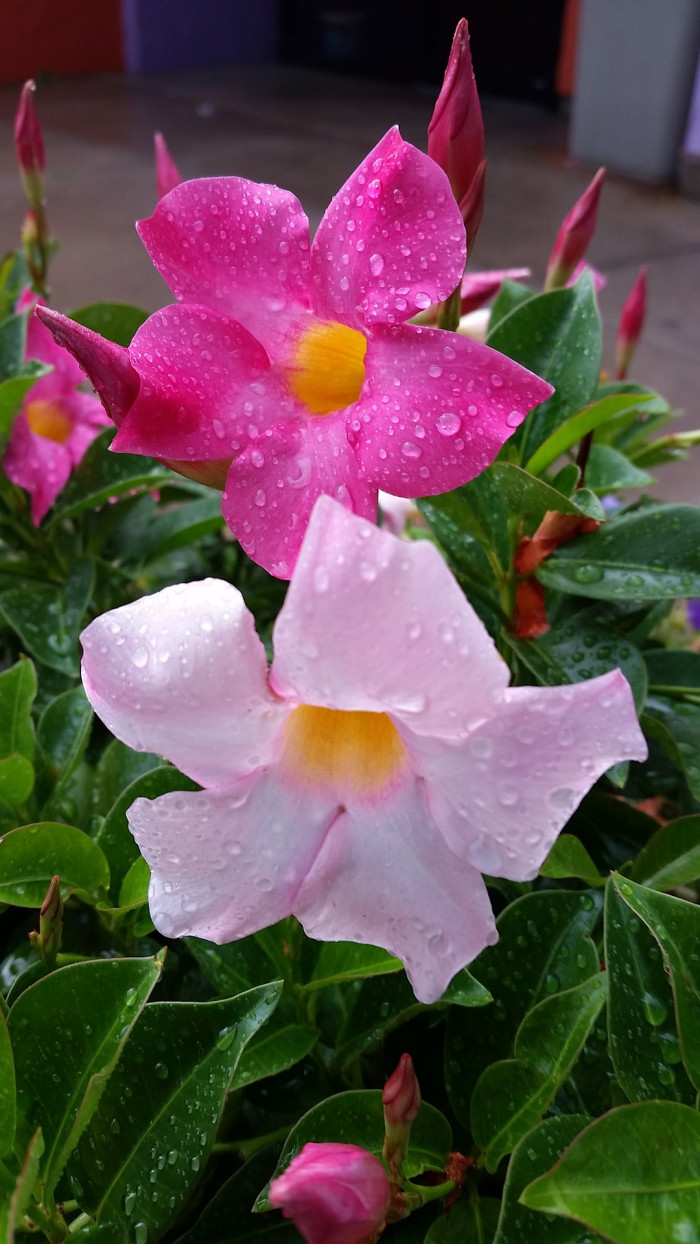 만데빌라 - Rose Dipladenia, Brazilian jasmine, Mandevilla sanderi (Hemsl.) Woodson