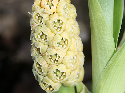 만년청 사진 - Rohdea japonica (Thunb.) Roth Photos