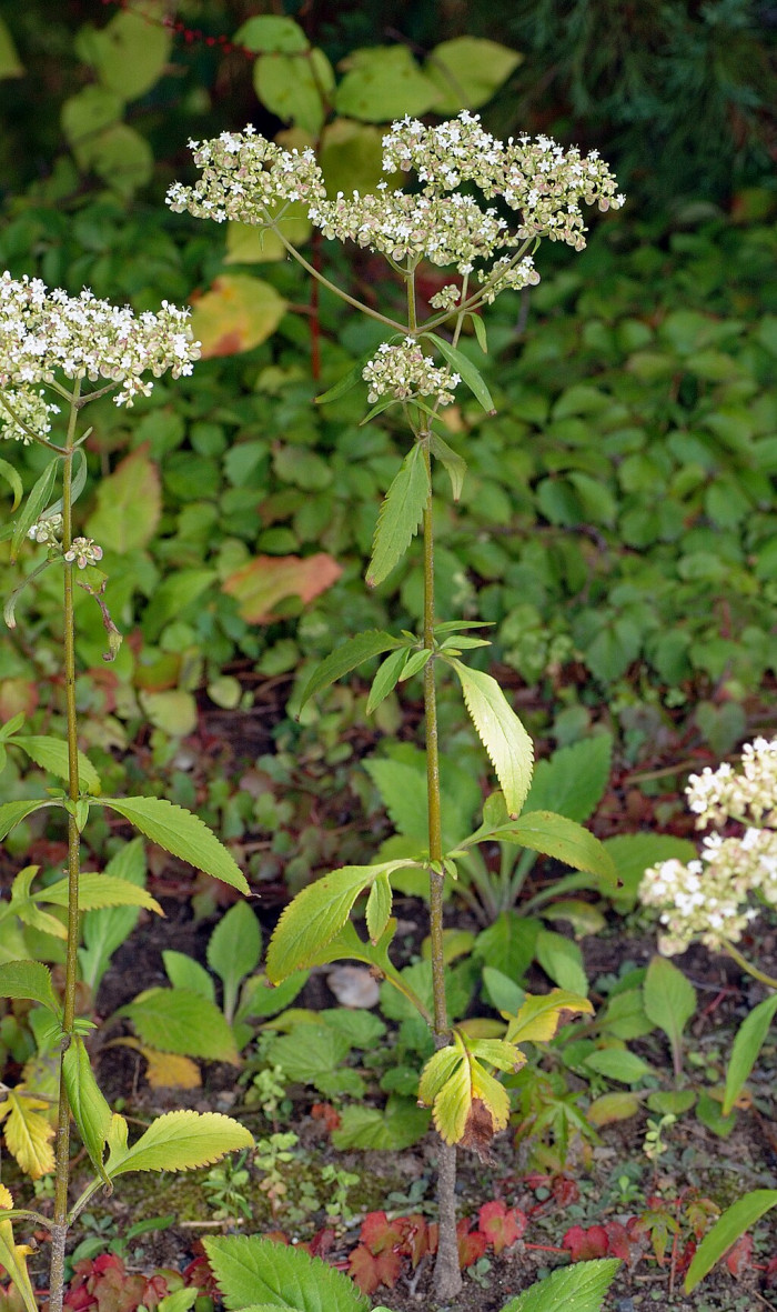 뚝갈 - Patrinia villosa (Thunb.) Juss.