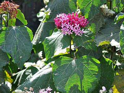 꽃누리장 사진 - Clerodendrum bungei Photos