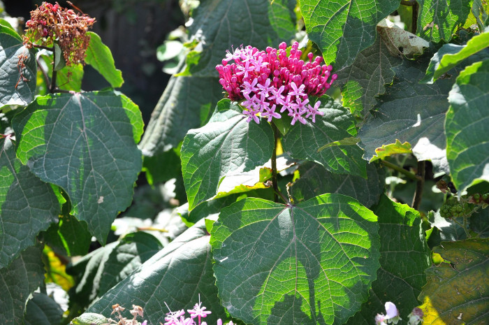 꽃누리장 - Rose glory bower, Kashmir bouquet, Mexican hydrangea, Cashmir bouquet, Clerodendrum bungei