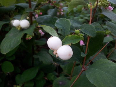 스노우베리 사진 - Symphoricarpos spp. Photos