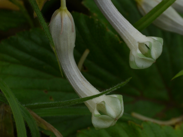 세로페지아 - dimorpha, Ceropegia