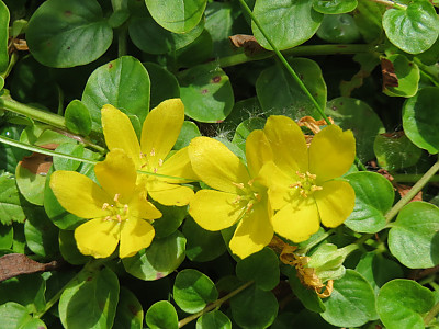 옐로우체인 사진 - Lysimachia nummularia L. Photos