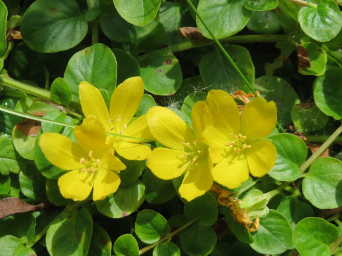 옐로우체인 - Creeping jenny, Lysimachia nummularia L.