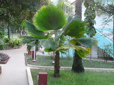 아프리카부채야자 사진 - Borassus aethiopum Photos