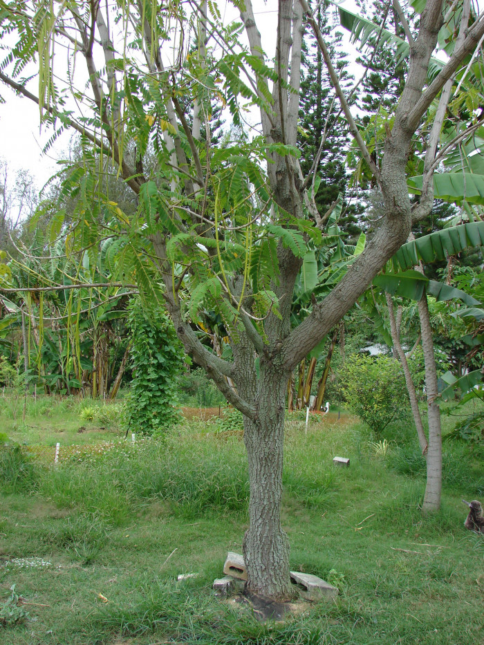 벌새나무 - vegetable hummingbird, agati, hummingbird tree, Sesbania grandiflora