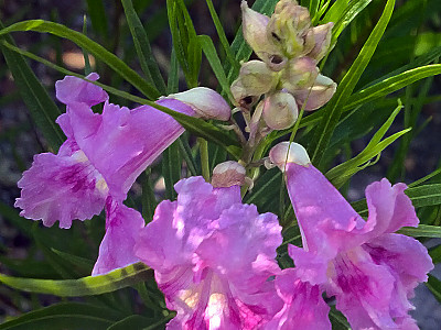 사막 버드나무 사진 - Chilopsis linearis (Cav.) Sweet Photos