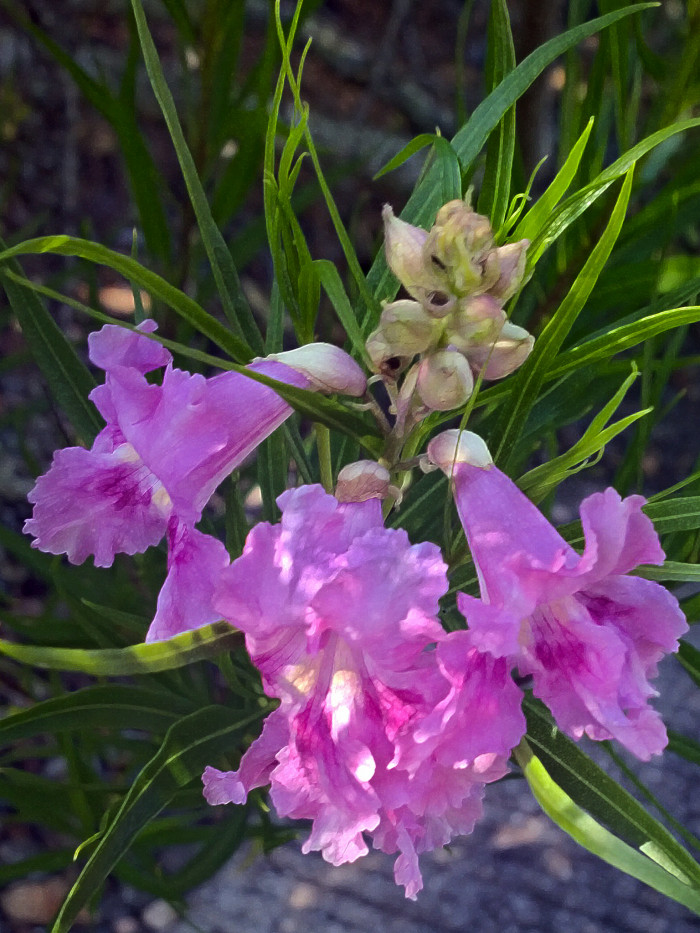 사막 버드나무 - Desert willow, Chilopsis linearis (Cav.) Sweet