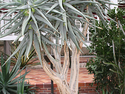 알로에 디코토마 사진 - Aloe dichotoma Masson Photos