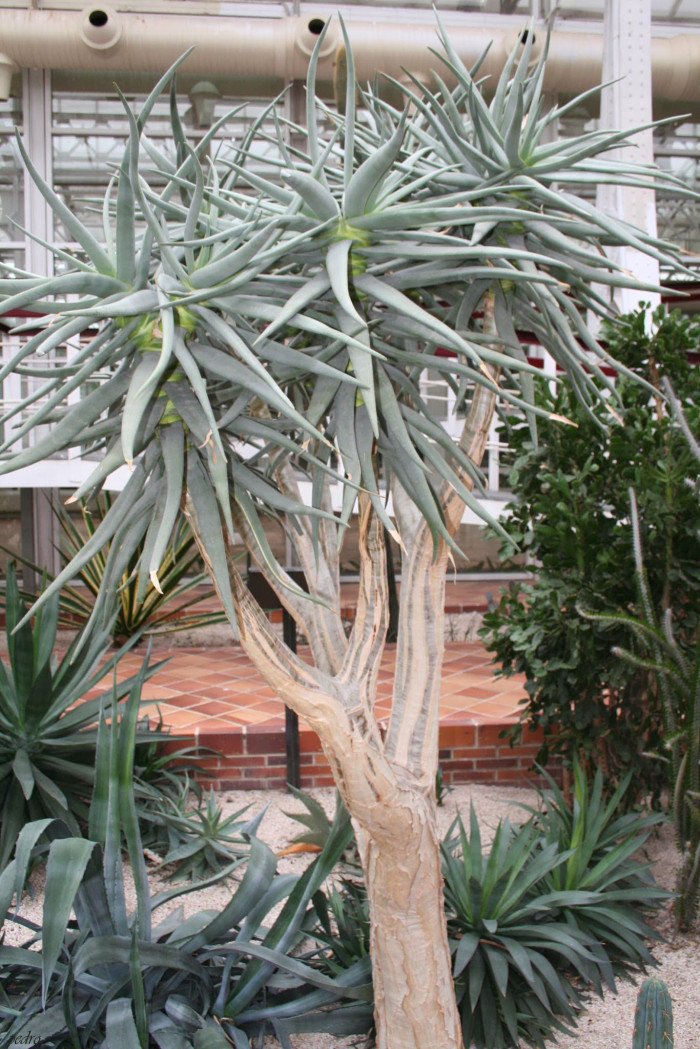 알로에 디코토마 - Quiver Trees, Aloe dichotoma Masson