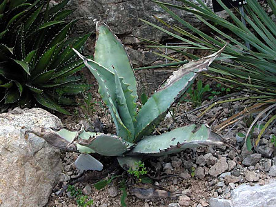 아가베 마르모라타 사진 - Agave marmorata Photos