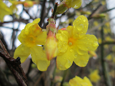 영춘화 사진 - Jasminum nudiflorum Lindl. Photos