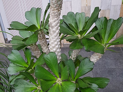 포이소이금 사진 -  Euphorbia poissonii f. variegata Photos