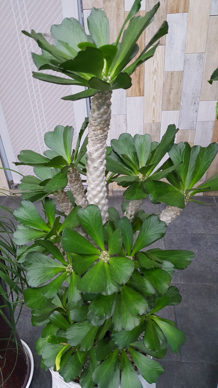 포이소이금 -  Euphorbia poissonii f. variegata