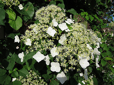 등수국 사진 - Hydrangea petiolaris Siebold & Zucc. Photos
