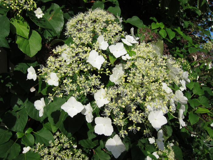 등수국 - Hydrangea petiolaris Siebold & Zucc.