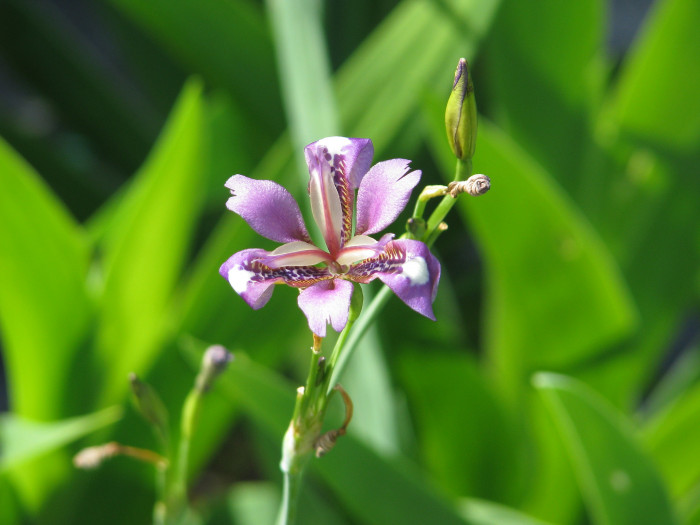 대청부채 - Iris dichotoma Pall.