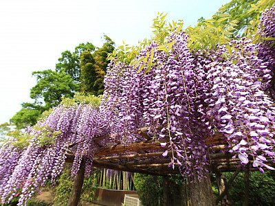 등나무 사진 - Wisteria floribunda (Willd.) DC. for. floribunda Photos