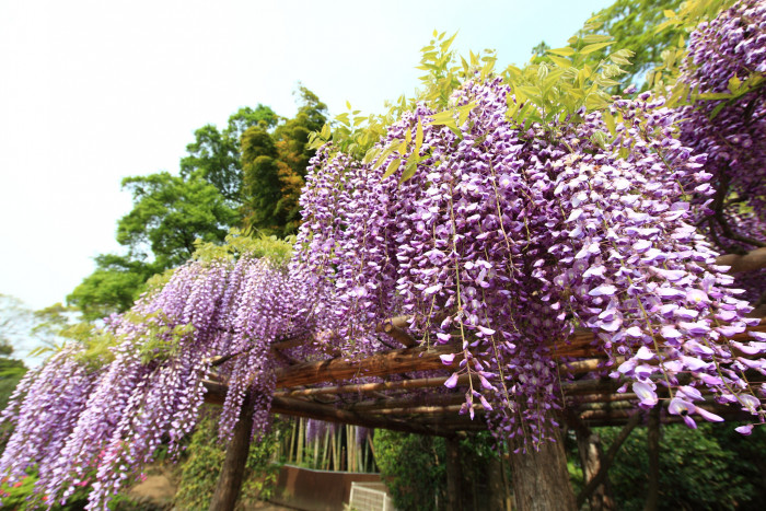 등나무 - Japanese Wisteria, Wisteria floribunda (Willd.) DC. for. floribunda