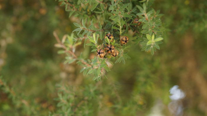 호주매화 - manuka, manuka myrtle, Tea tree, Leptospermum scoparium