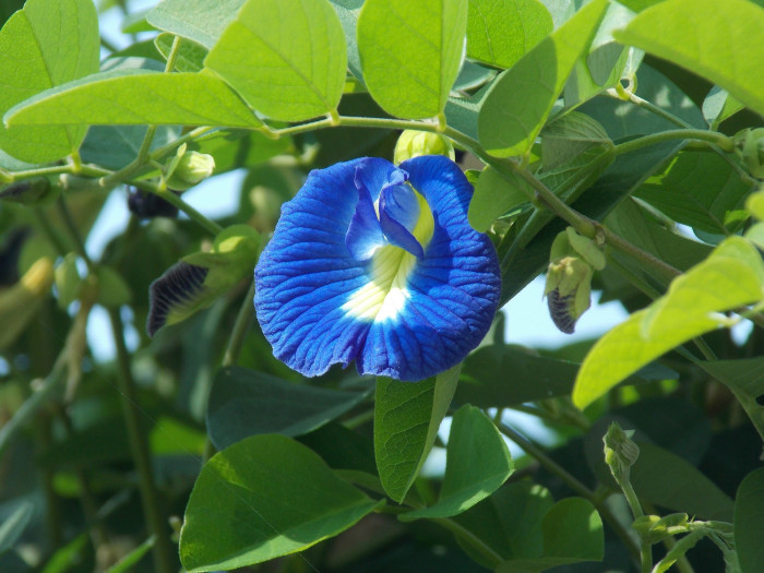 나비완두 - Butterfly pea, Clitoria tematea
