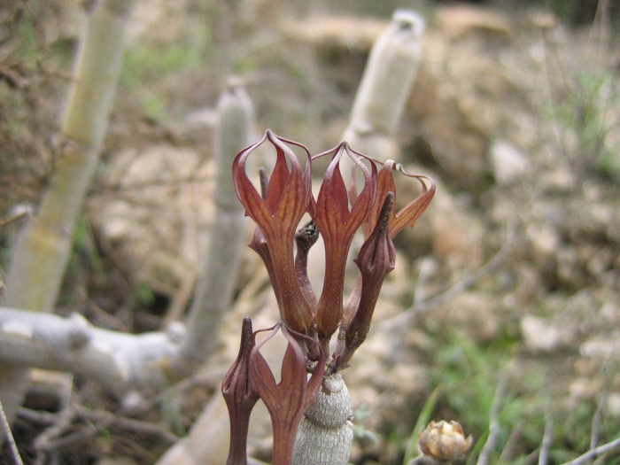 후시 - Ceropegia fusca