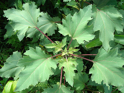 도꼬마리 사진 - Xanthium strumarium L. Photos