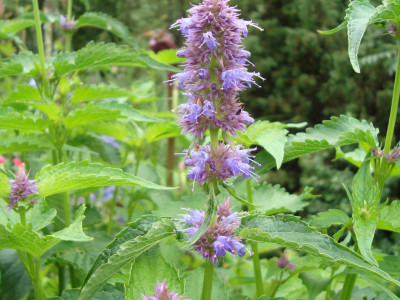 배초향 사진 - Agastache rugosa (Fisch. & Mey.) Kuntze Photos