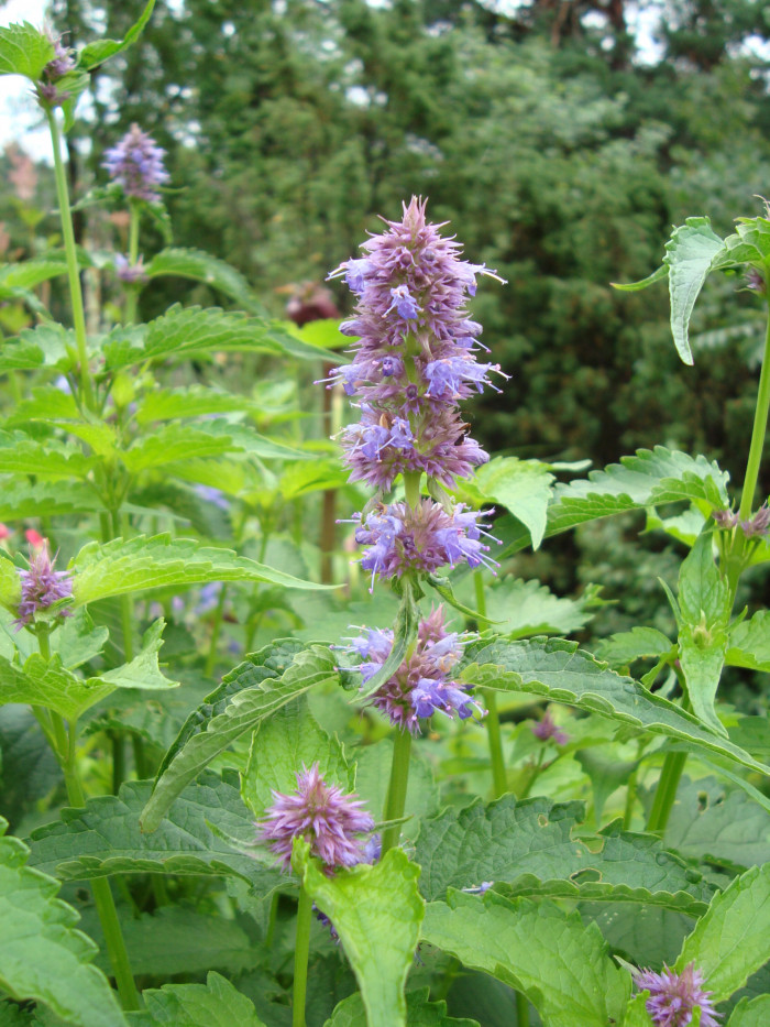 배초향 - Korean mint, Agastache rugosa (Fisch. & Mey.) Kuntze