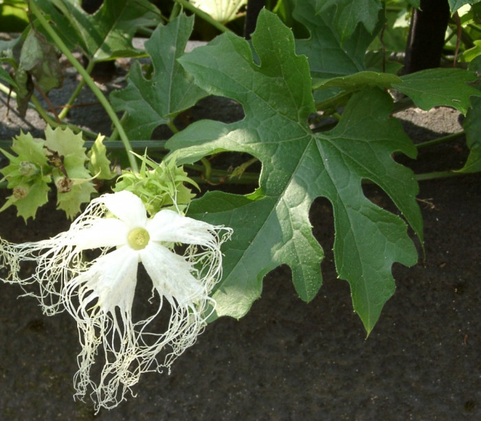 하늘타리 - Trichosanthes kirilowii Maxim.