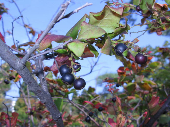 정금나무 - Vaccinium oldhamii Miq.