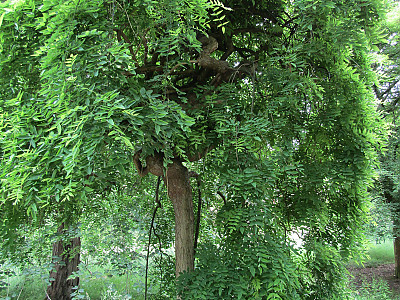 회화나무 사진 - Sophora japonica L. Photos