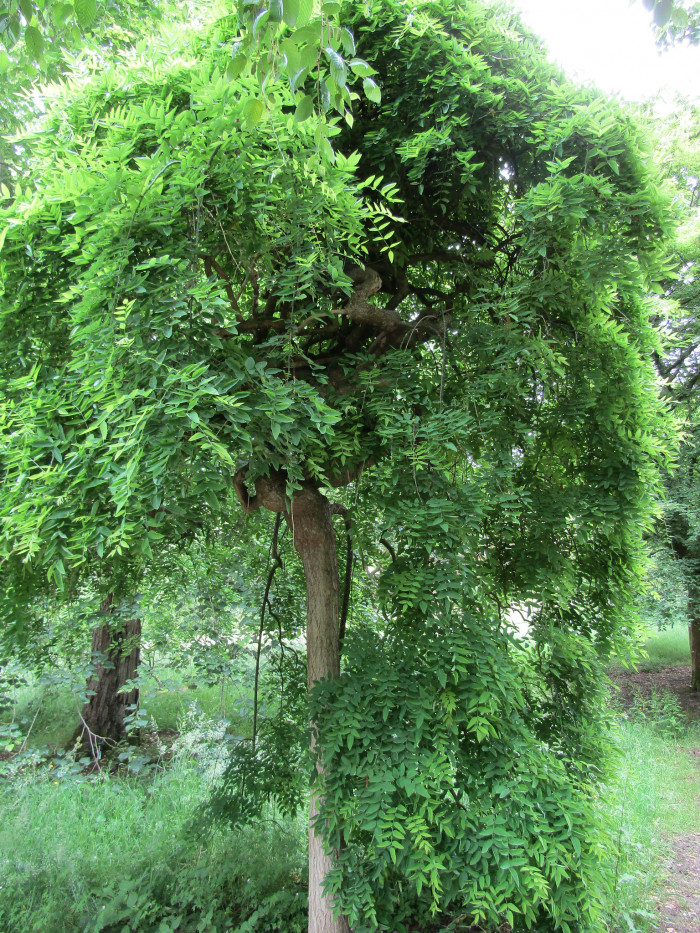 회화나무 - Sophora japonica L.