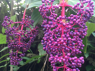 메디닐라 사진 - Medinilla Magnifica Photos