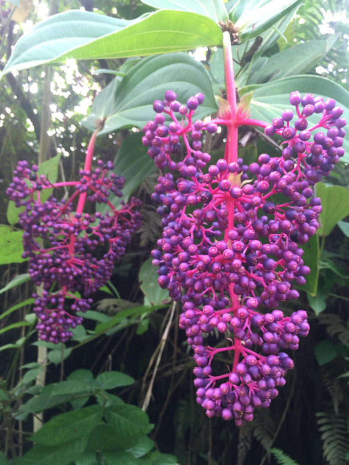 메디닐라 - Rose grape, Pink lantern, Medinilla Magnifica