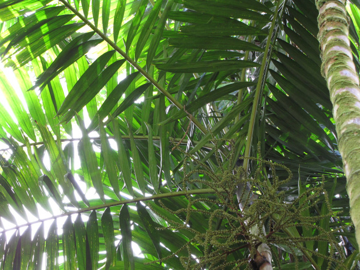 엘레강스야자 - Solitaire palm, Alexander Palm, Ptychosperma elegans blume.