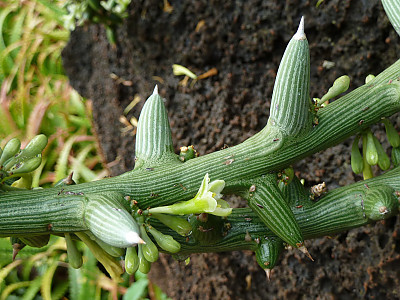 아데니아 글로보사 사진 - Adenia globosa Photos