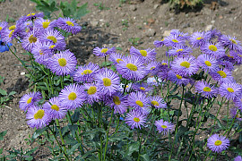 아스펜데이지 - Erigeron speciosus