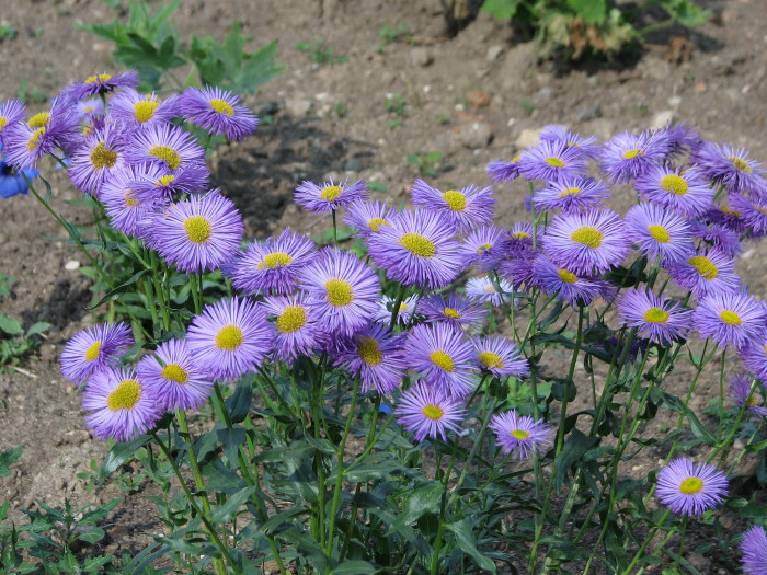 아스펜데이지 - Aspen daisy, Aspen fleabane, Garden fleabane, showy fleabane, Erigeron speciosus