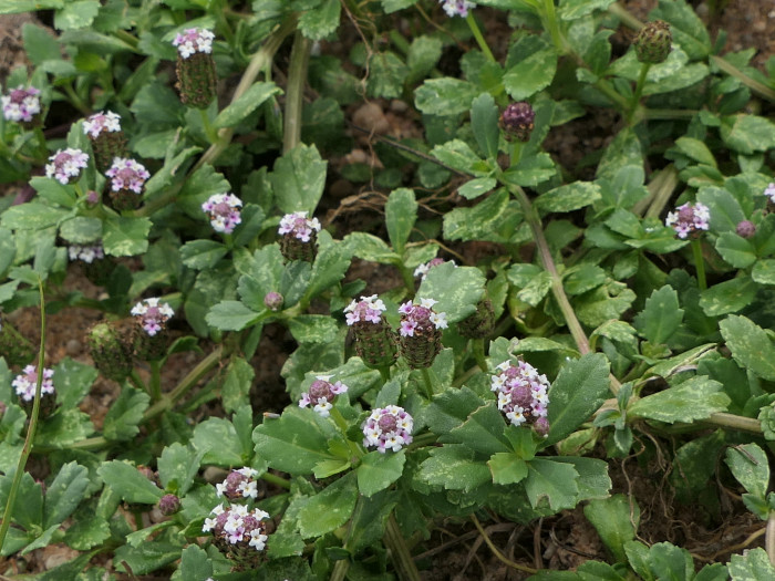 쿠라피아 - Frog fruit, Sawtooth fogfruit, Turkey tangle, Phyla nodiflora (L.) Greene