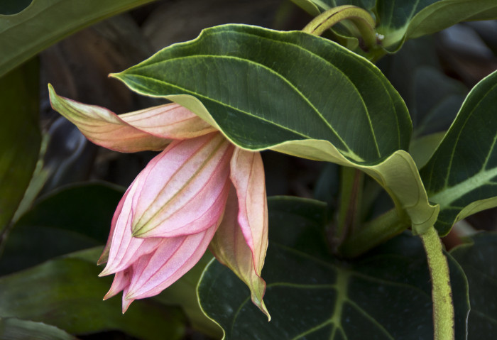 메디닐라 - Rose grape, Pink lantern, Medinilla Magnifica