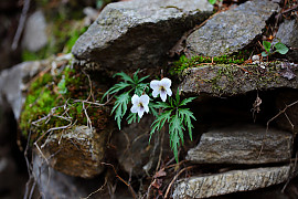 남산제비꽃 - Viola albida Palib. var. chaerophylloides (Regel) F. Maek.