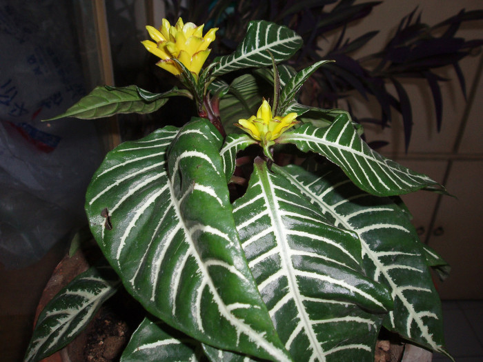 아펠란드라 - Aphelandra squarrosa