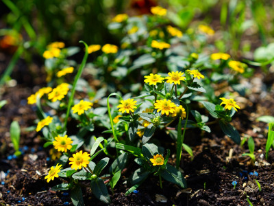덩굴백일홍 사진 - Sanvitalia procumbens Photos