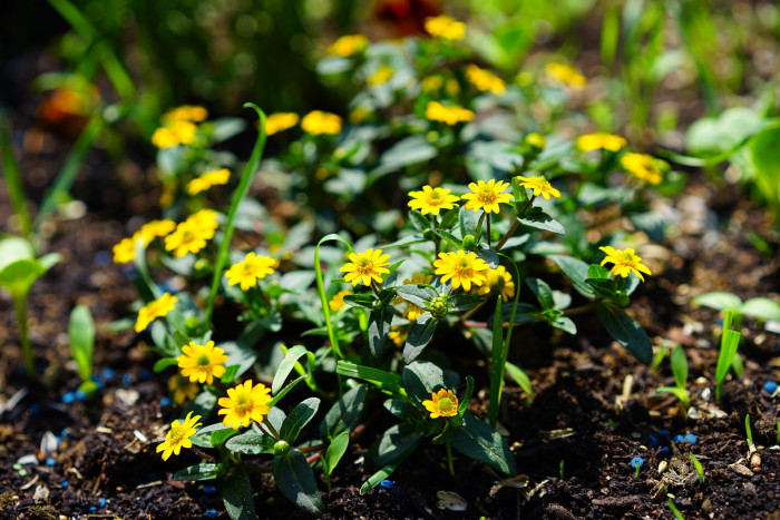덩굴백일홍 - Mexican creeping zinnia, Sanvitalia procumbens