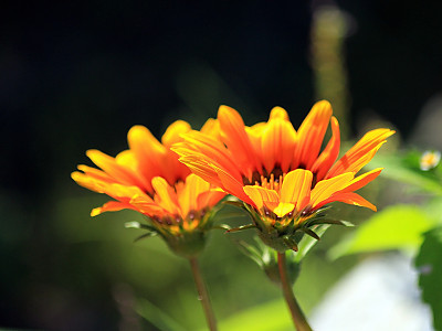 베니듐 사진 - Venidium Fastuosum Photos